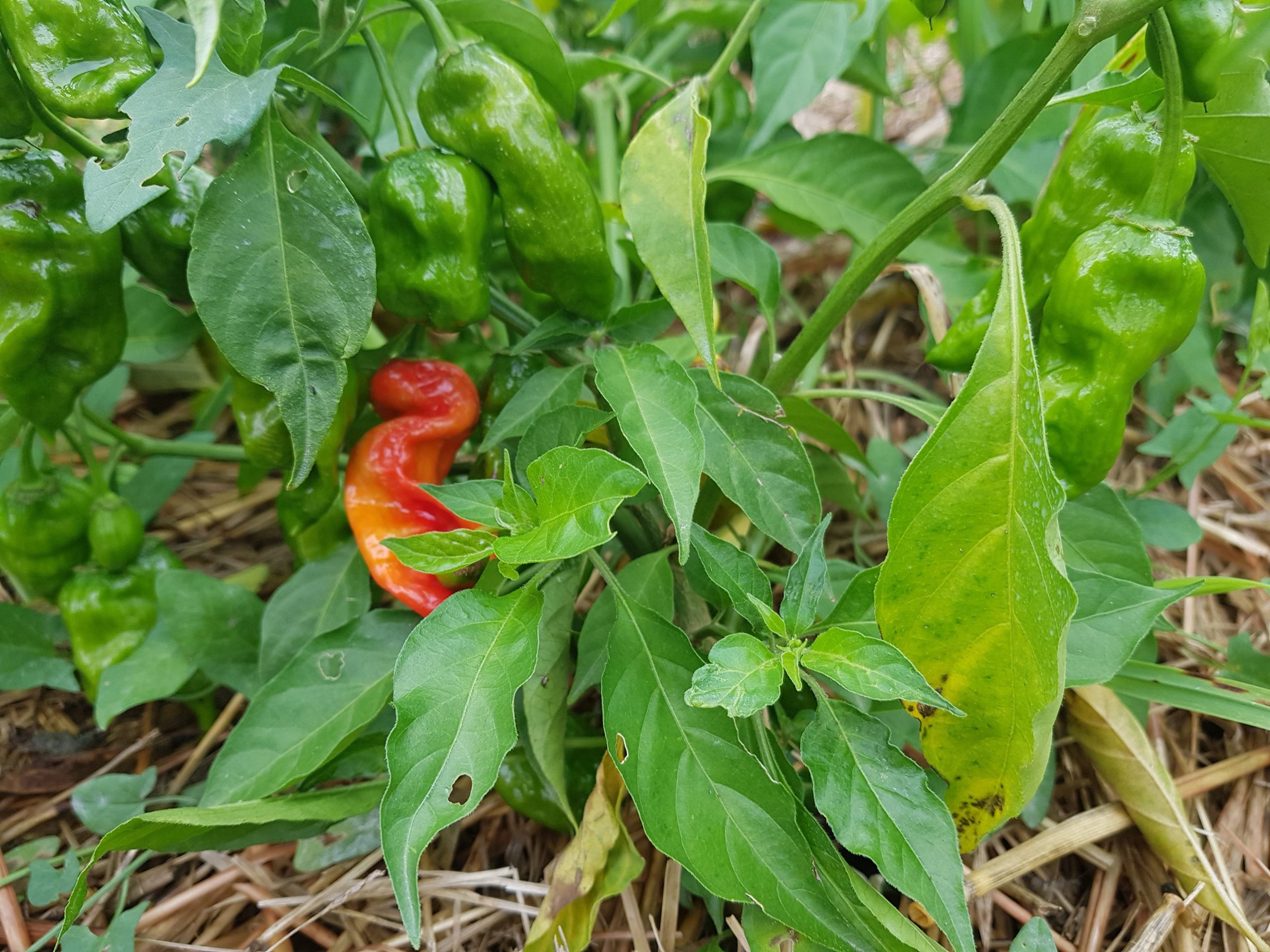Habanero Peppers Near Me Explore Local Flavors