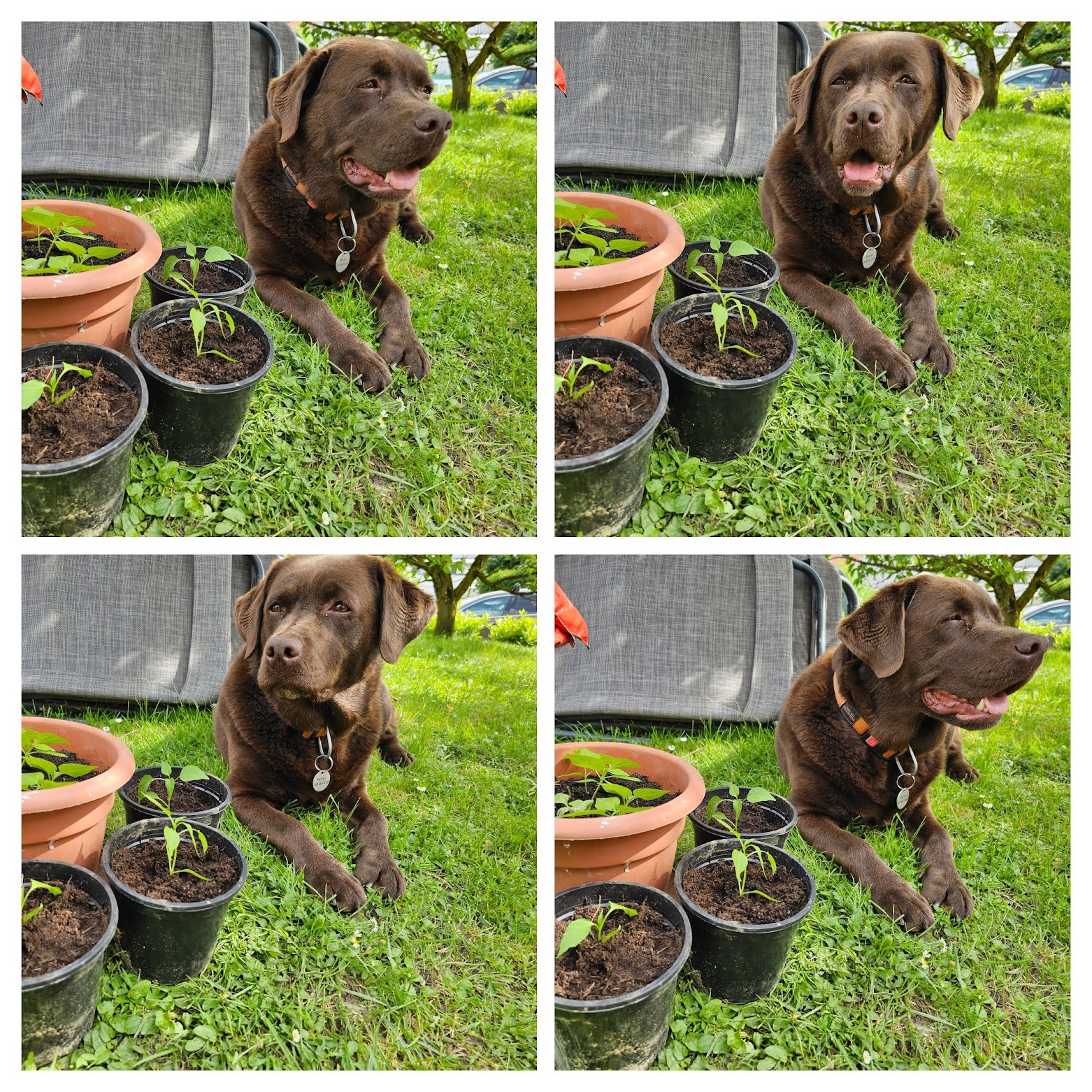 Young chilli plants with our garden companion - My Chilli Garden