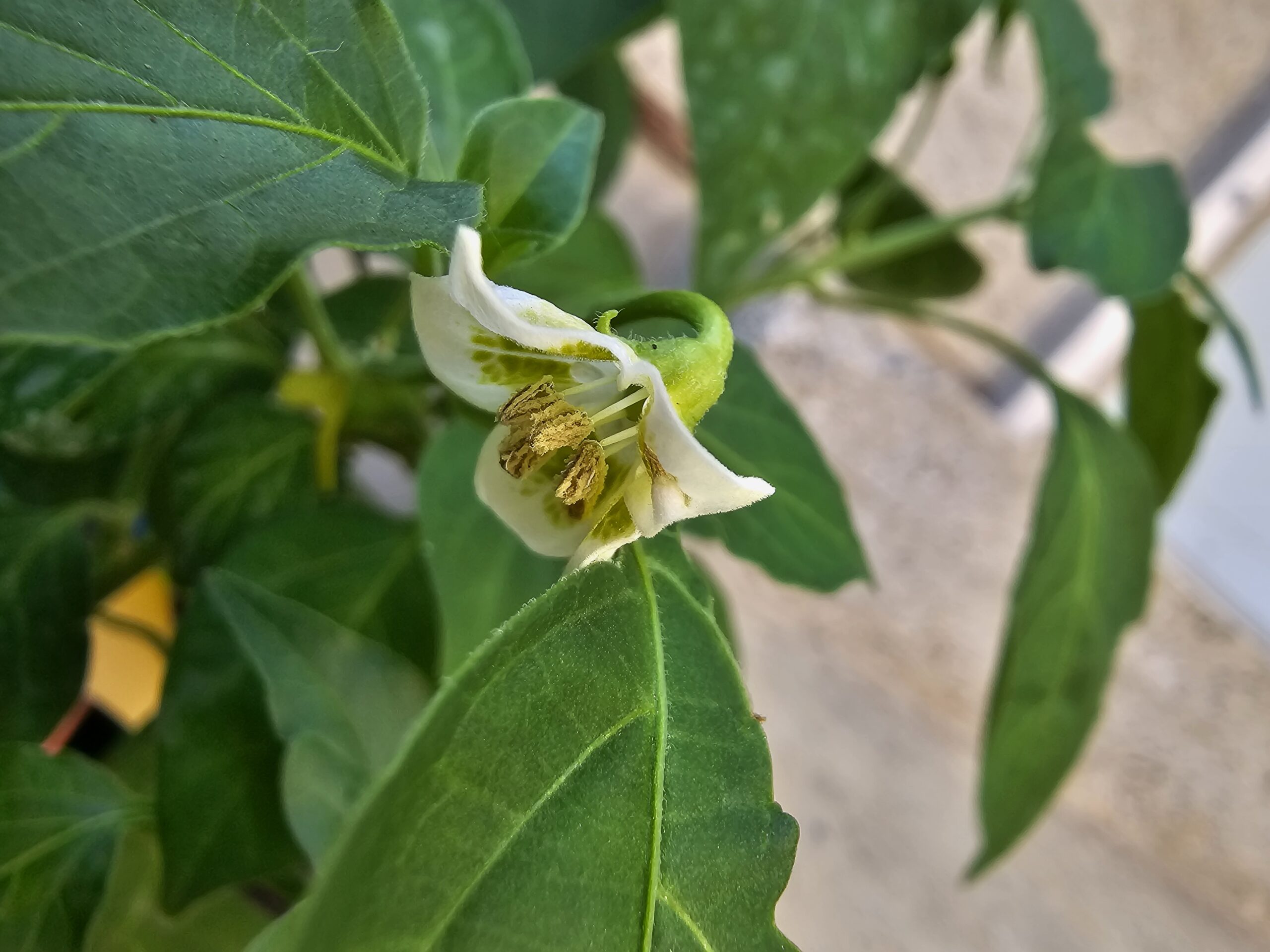 The Bishop's Crown Chilli Flower - My Chilli Garden
