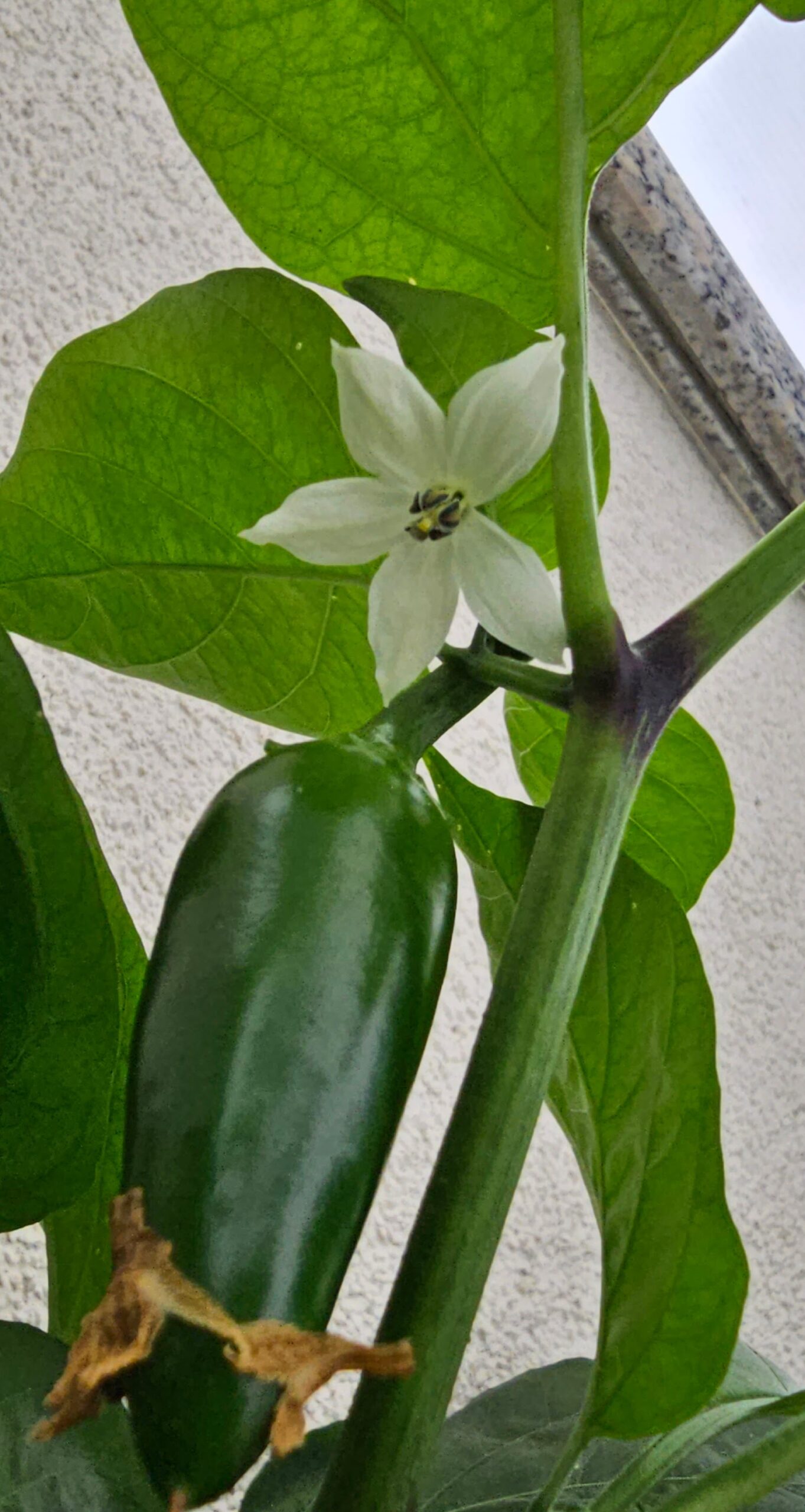 Season 2025: Chilli Flowers in Full Swing - My Chilli Garden